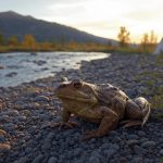 Лягушка в мифологии индейцев Северной Америки