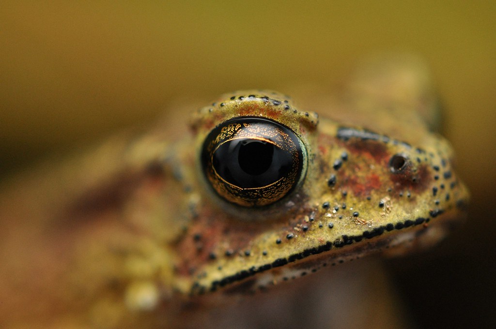 Жаба Duttaphrynus melanostictus