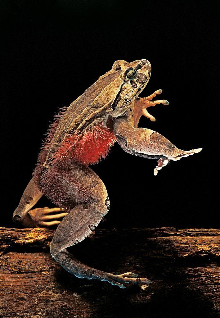 Африканская волосатая лягушка Trichobatrachus robustus