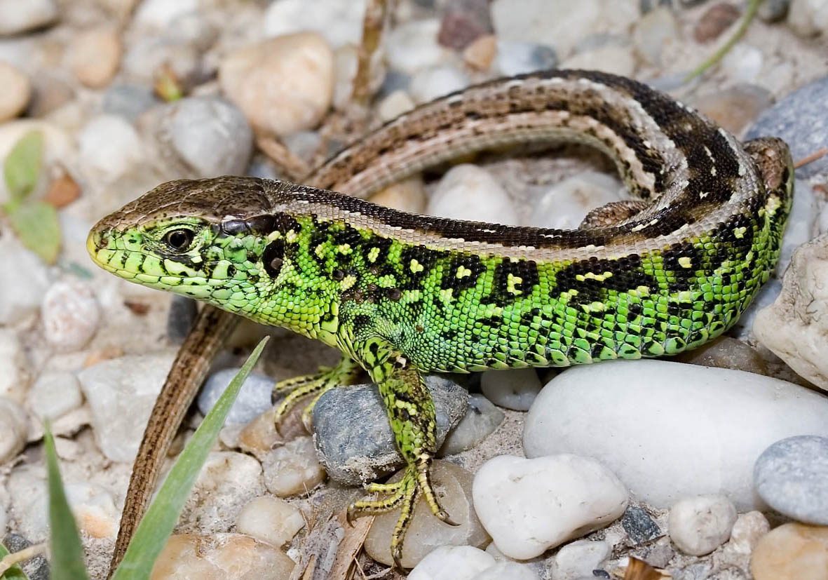 Ящерица в мифологии коми. Lacerta agilis