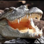 Крокодил в мифологии народов Юго-Восточной Азии. Сиамский крокодил Crocodylus siamensis