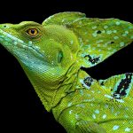 Basiliscus basiliscus. Ящерица с мифологии индейцев Центральной Америки