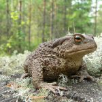 Обыкновенная серая жаба в мифологии славянских народов